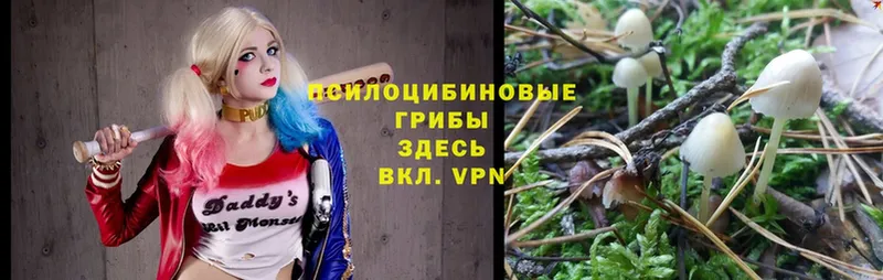Галлюциногенные грибы мицелий  купить наркотики цена  Александровск 
